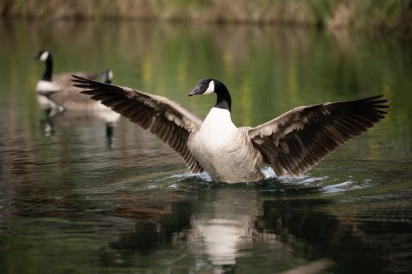 Wildlife at Bainland Lodge Retreats, geese in the lake