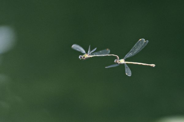 Wildlife at Bainland Lodge Retreats, two dragonfly's