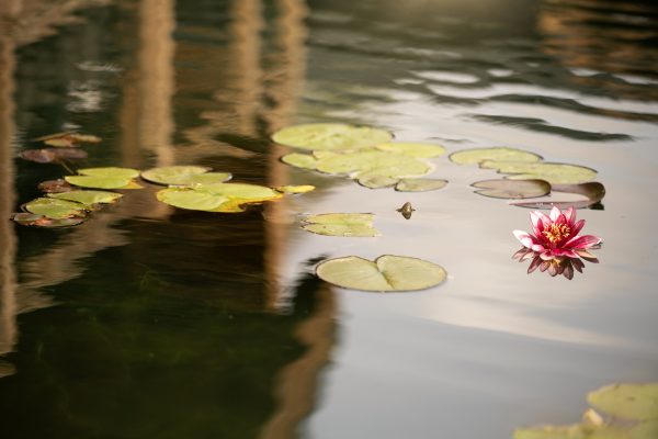 Wildlife at Bainland Lodge Retreats, lakeside scenery