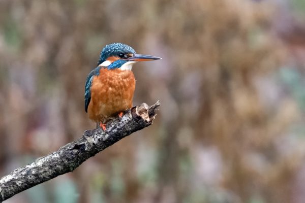 Wildlife at Bainland Lodge Retreats, the resident Kingfisher resting on a branch
