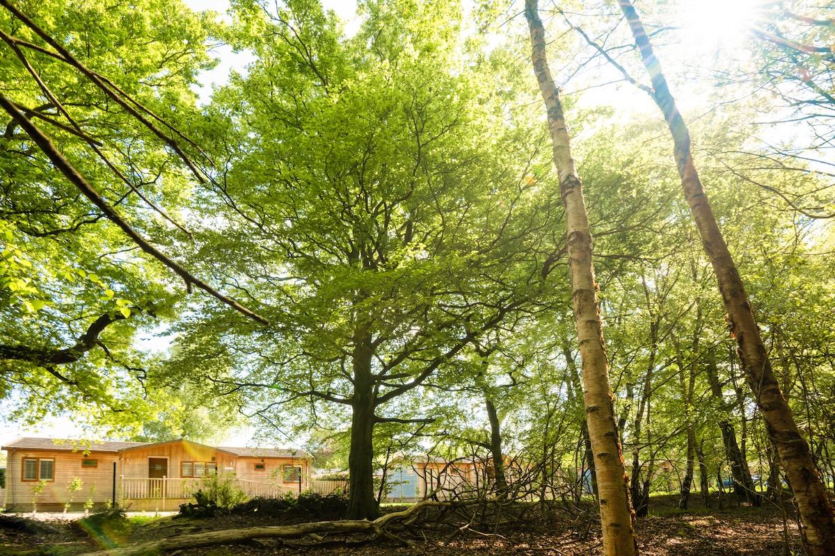 The Woodland Retreat lodges, amongst a canopy of trees at Bainland lodge Retreats