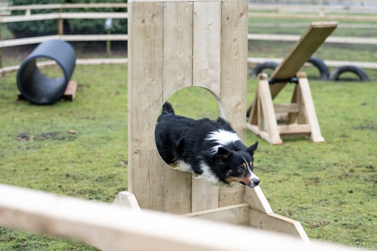 Our new dog agility course for all dogs to enjoy while on their dog friendly holiday.