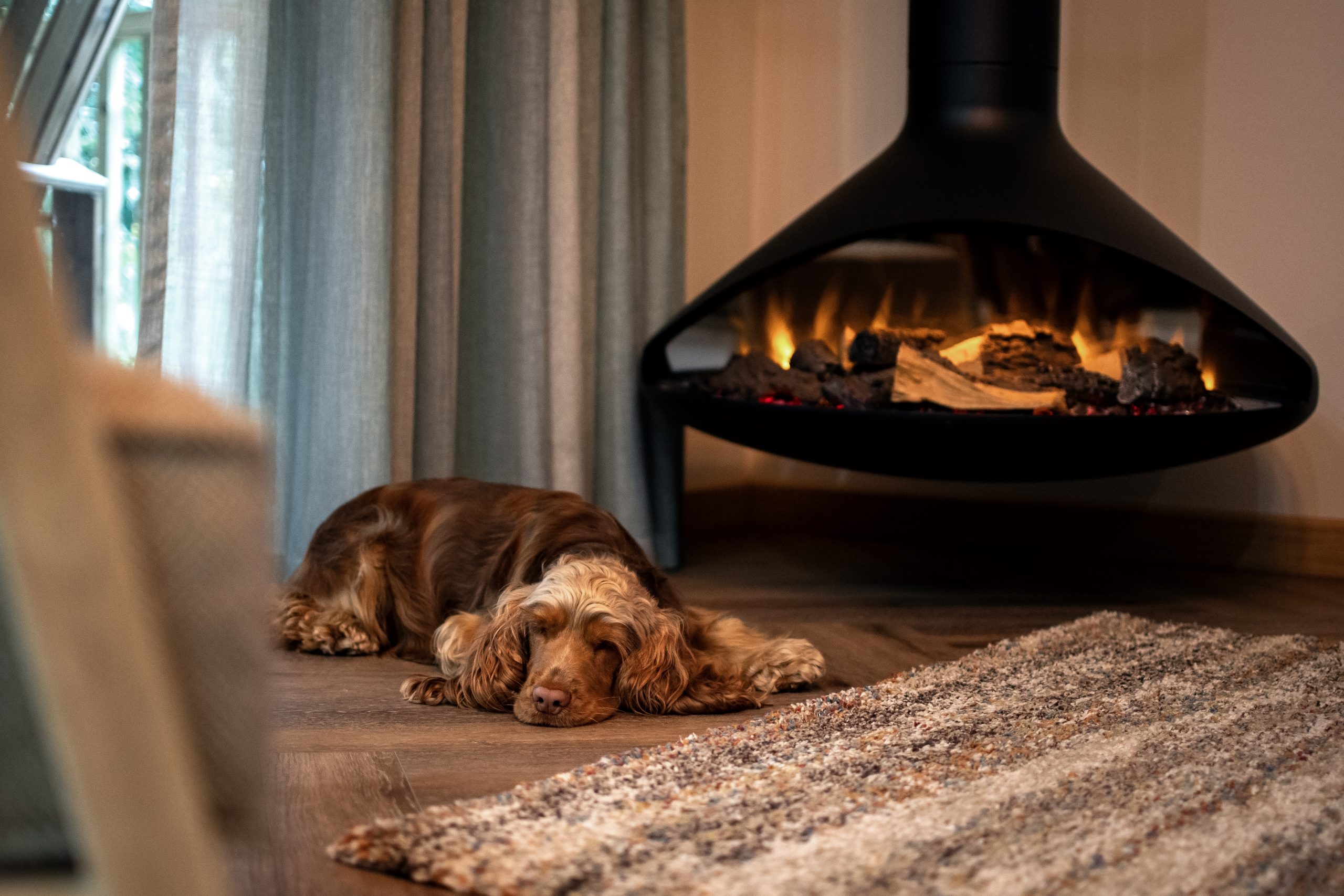 A brown dog lying on a wooden floor next to a lit fireplace in a cozy living room with a textured rug and curtains nearby.